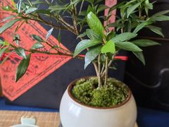 -小茶闲舍·观景商务茶馆(广州塔店)
