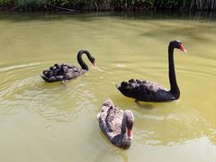 -西双版纳傣族园