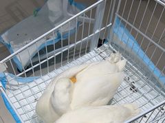 -怪兽屋·羊驼·猫咖·狗咖(俊华广场店)