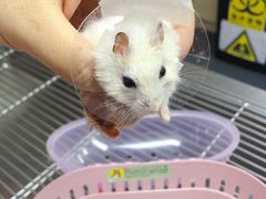 -爱侣宠医·鹦鹉专科·小型哺乳类·异宠专科(灵石路店)