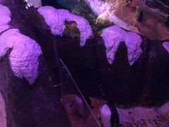 -暹罗海洋世界