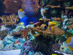 -上海海洋水族馆