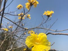 -天适樱花悠乐园