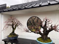 -香雪海