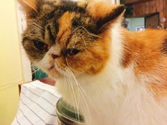 -猫色咖啡·猫咖