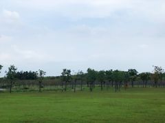 -上海海湾国家森林公园