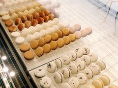 -BLACKSWAN黑天鹅(环球店)