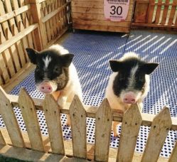 -萌宠亲子动物乐园(槐房万达店)