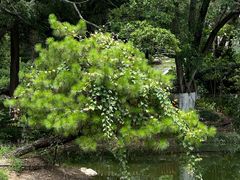 -广西壮族自治区药用植物园