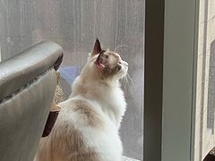 -猫爪屋猫咖(乐汇城店)