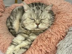 -喵的天空名猫咖啡馆·撸猫·猫舍·用品