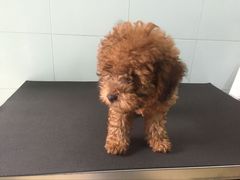 -荣耀金沙动物医院(清江西路店)