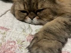 -乐琪宠物医院·犬猫专科·骨外科·急重症