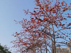 -香蜜公园