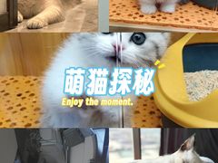 -欣宠猫屋·矮脚拿破仑·蓝金金渐层