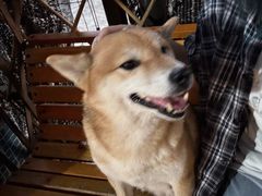 -柴犬高等学院·狗咖·柴犬售卖·宠物训练