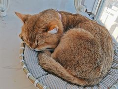 -共舞时光猫咖·狗咖(新街口店)
