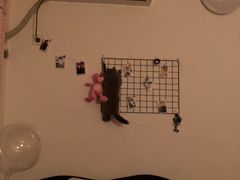 -芭比堂宠物医院·全科爱猫医院·仁德分院