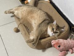 -宠颐生中康贝怡动物医院