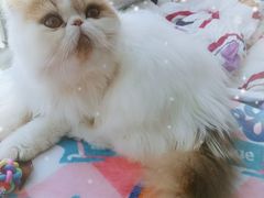 -70cat德文卷毛猫·缅因猫纯种猫舍