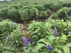 -紫颐香薰山谷景区