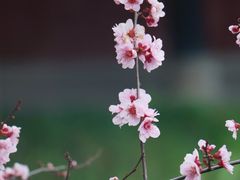 -青羊宫