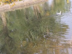 -金塔沙漠胡杨林景区