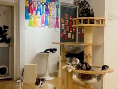 -有喵·猫咖·狗咖·30几只猫10只小狗(岗厦店)