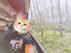 -合肥滨湖国家森林公园