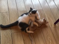 -Cappucimeow猫咪咖啡馆(韦伯时代店)