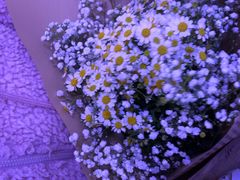 -循礼门鲜花花市(武汉循礼门店)