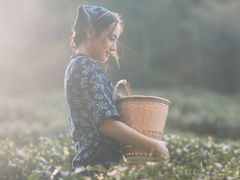 -十八棵（老龙井）御茶园(老龙井店)