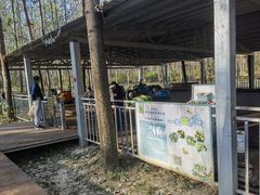 -合肥滨湖国家森林公园