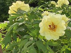-洛阳市隋唐城遗址植物园