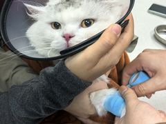 -瑞鹏宠物医院·骨科·猫科·内科(第一中心)
