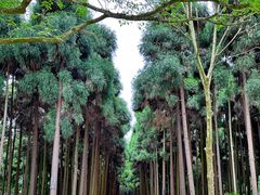 -都江堰景区