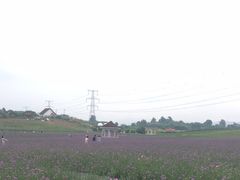 -紫颐香薰山谷景区