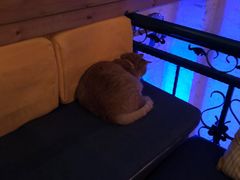 -Sirena海妖日咖夜酒