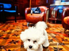 -翊宠yipet猫狗购宠庄园犬舍•猫舍