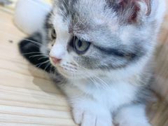 -屋虎猫馆(宝安大仟里店)