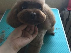 -优缇多格专业宠物美容师培训学校