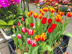 -溪岸路花鸟市场