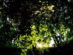 -上海市保健医疗中心