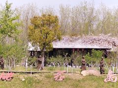 -合肥滨湖国家森林公园