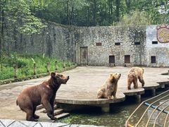 -贵州森林野生动物园