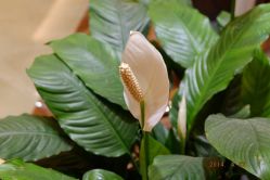 店内植物-showcase·形象沙龙