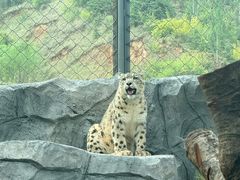 -青藏高原野生动物园
