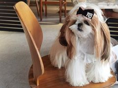 -即興ADLIB(退化公园店)