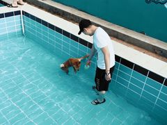 -趣玩宠物乐园寄养训犬训狗游泳池