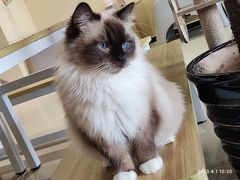 -藏猫猫咖啡主题馆(中央大道店)